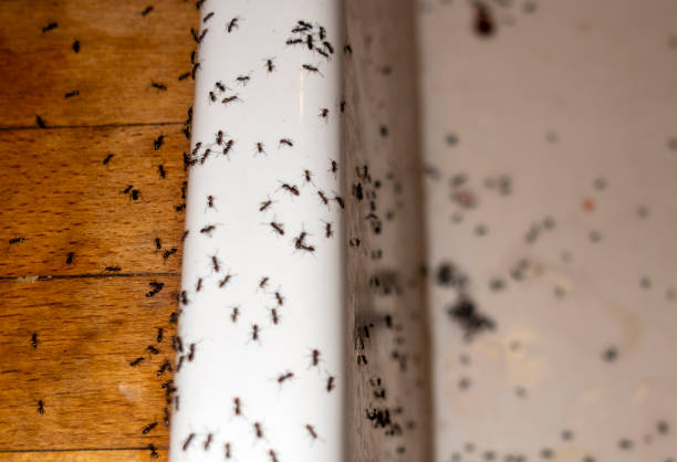 Best Pest Control Near Me  in Sunnyside, WA